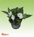 Afbeelding van Impatiens Sun Patiens P13 White
